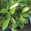 Brussel's Bonsai Live Golden Gate Ficus Indoor Bonsai Tree-7 Years