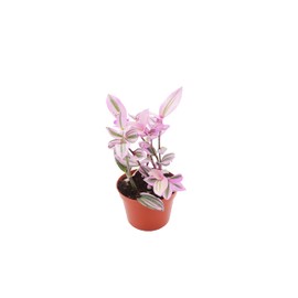 Pink Wandering Jew -Rare Nanouk - 6" from California Tropicals
