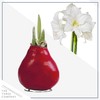 Waxed Amaryllis Bulb - Red Wax, Red Blooms - Easy