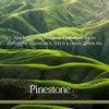 Pinestone Tea - Loose-leaf Chinese Green Tea, Chun Mee Gunpowder