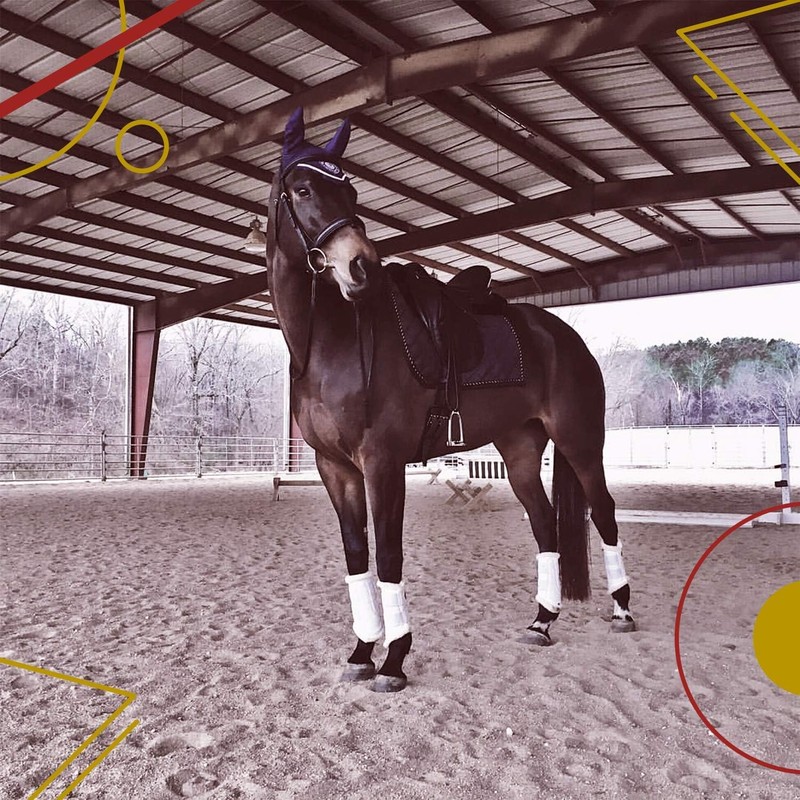 Kavallerie Dressage Horse Boots: Fleece-Lined Faux Leather Brushing Boots for