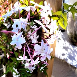 Malibu Tropical Jasminum Polyanthum Fragrant Mini Starter Plant 2" Pot (California Seller)