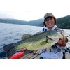 Shimano ZT-207Q 013 Bus Lure, Joint, Minnow, Bantam, Jigil, 70
