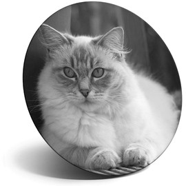 Destination Vinyl ltd Magnet for Refrigerator, Fridge BW - Ragdoll Cat Kitten Cats Cute for Office, Cabinet and Whiteboard, Magnetic Stickers, 38229