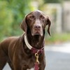 HUGO & HUDSON Luxury Dog Collar, Flat Rope and Leather