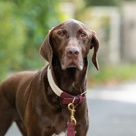 HUGO & HUDSON Luxury Dog Collar, Flat Rope and Leather with Adjustable Metal Buckle, Burgundy 40cm