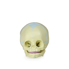 ITC Isaac Technologies Corp. IC-B10222 Human Fetal Skull | Great for Understanding of Fetal Bone Development