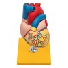 Elementary Anatomy Budget 2 Piece Human Heart Anatomy Model with