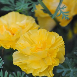 Outsidepride 200 Seeds Annual Eschscholzia California Poppy Gold Swirl Garden Flower Seeds