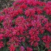 Toadstool Seeds 100 Cherry Pops Bee Balm Seeds Flowers Seed