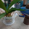 Greenology 16cm / 6" Pack of 5 Orchid Flower Pots