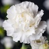 Eden Brothers Carnation Seeds - Jeanne Dionis