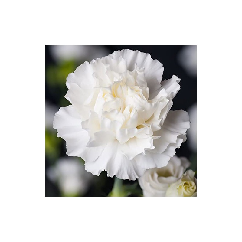 Eden Brothers Carnation Seeds - Jeanne Dionis