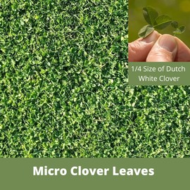 Flawn Seed Kits Micro Clover, Easy Spread Shaker Jug with Handle, Low Maintenance, Ground Cover, Kid & Pet Friendly, Covers Up to 2,500 SqFt