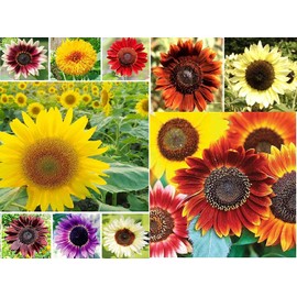 500+ Sunflower Seeds for Planting - Jumbo Mix Pack - 15+ Varieties - (Helianthus annuus) - NON-GMO Seeds