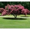 Shrubs 2 Mixed Crape Myrtle Shrubs/Trees,18-24" Tall Plants, Lagerstroemia indica