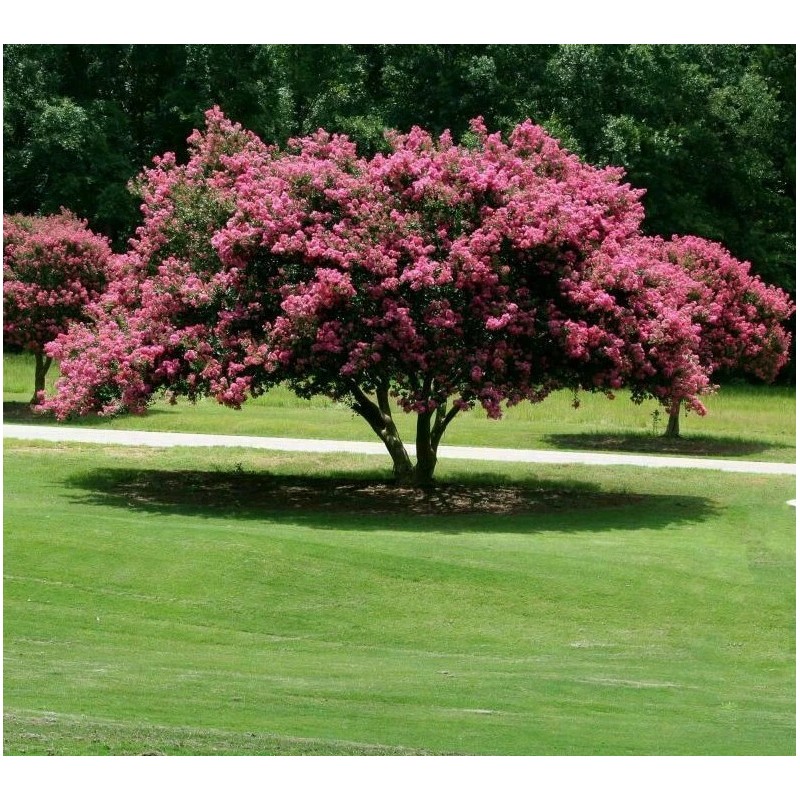 Shrubs 2 Mixed Crape Myrtle Shrubs/Trees,18-24" Tall Plants, Lagerstroemia indica