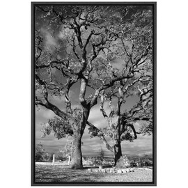 SIGNFORD Canvas Print Wall Art Film Grain Oak Trees & Shadows Floral Plants Photography Modern Art Rustic Dramatic Dark Black and White for Living Room, Bedroom, Office - 24"x36" Black