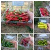 Fresh Cayenne (Cayenetta) Organic Pepper Seeds