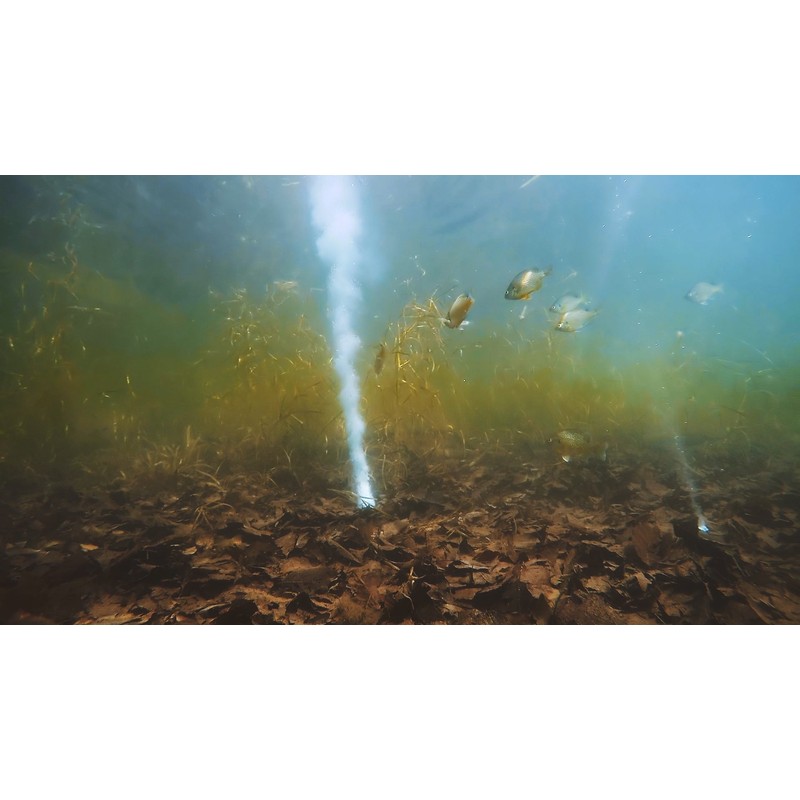 Bait Cloud beitokuraudo fish-attractivity fo-myura-bo-ru Bait Cloud