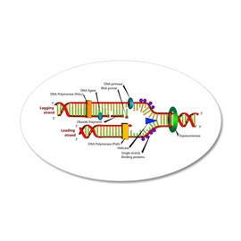 CafePress DNA Synthesis 35X21 Oval Wall Peel 35"x21" Oval Wall Decal, Vinyl Peel, Reusable Cling
