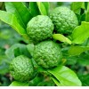 Tree Kaffir Lime Tree (Thai Lime Bush) - 12-15" Tall