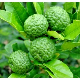 Tree Kaffir Lime Tree (Thai Lime Bush) - 12-15" Tall Live Plant - 5" Pot - Citrus
