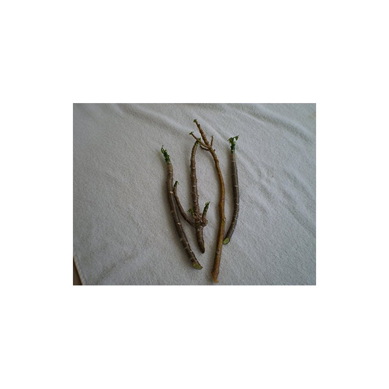 Chaya Cuttings (2) 7"-8" Fresh Cut and Shipped from SW