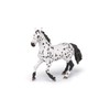 Black Appaloosa Horse