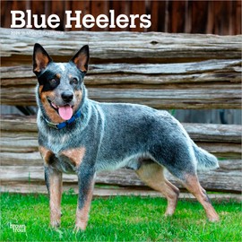 Blue Heelers | 2026 12 x 24 Inch (Hanging) Monthly Square Wall Calendar | Plastic-Free | BrownTrout | Animals Dog Breeds