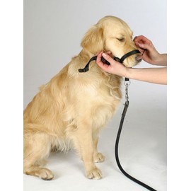 Kerbl Pet Trainings- und Erziehungsgeschirr Maxi Coach, schwarz, < 24 cm