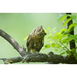 "FUNNY OWL" lenticular card with flip / moving effect, a curious little owl looks at you from a branch