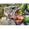 Westin CreCraw Creaturebait 8.5 cm 7 g – 5 Rubber