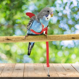 Dnoifne Pet Parrot Bird Harness and Leash, Adjustable Training Design Anti-Bite, Bird Nylon Rope with Cute Wing for Parrots, Suitable for Scarlet, Keck, Mini Macaw and Same Size Birds (red)