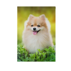 Hokkien BlueViper Cute Fluffy Pomeranian Dog Garden Flag Double Sided 12 x 18 Inch, Yard Flags, Decorative Small Garden Flags, Outdoor Lawn and Garden Décor
