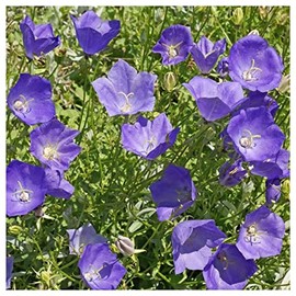 Everwilde Farms - 1 Oz Tussock Bellflower Wildflower Seeds - Gold Vault