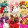 520 Mini Pressed Dried Flowers for Resin Crafts with 5