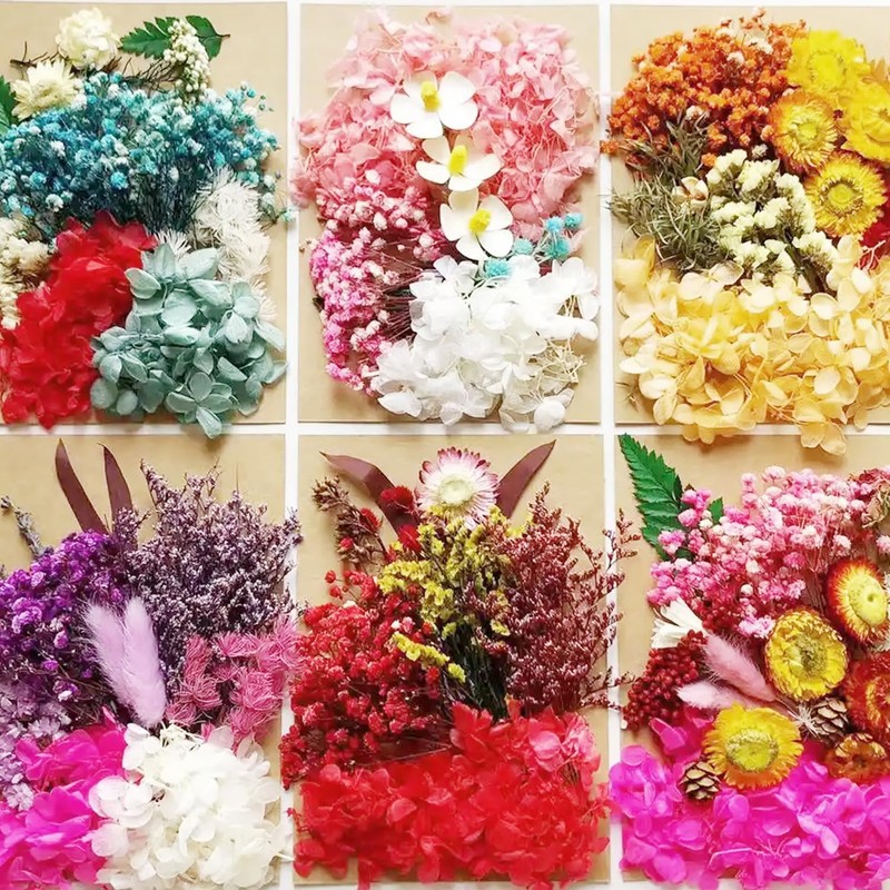 520 Mini Pressed Dried Flowers for Resin Crafts with 5