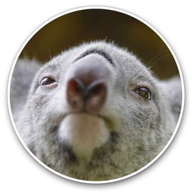 Vinyl Stickers (Set of 2) 7.5cm - Koala Bear Close Up Australia #21762