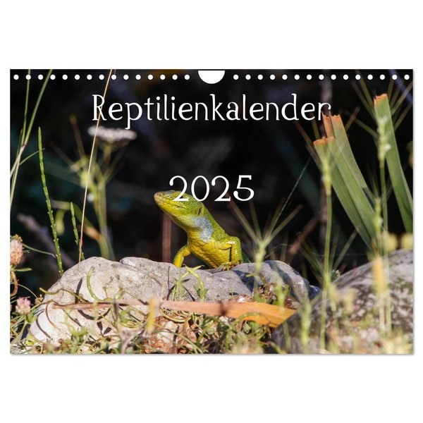 Reptilienkalender 2025 (Wandkalender 2025 DIN A4 quer), CALVENDO Monatskalender [Calendar]