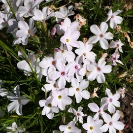 Outsidepride Phlox Mountain - 5000 Seeds