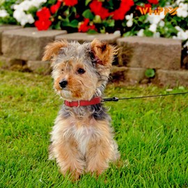 WHIPPY Leather Dog Collar for Small Medium Large Dog Soft Breathable Adjustable Leather Padded Puppy Collar Heavy Duty Waterproof Dog Pet Collar Metal Buckle, Red 22.44 Inches