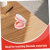 KICHOUSE Standard Size Dentals Model Tooth and Visible for Teaching
