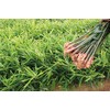 Black Steamed Ginger Powder, 2.1 oz (60 g)