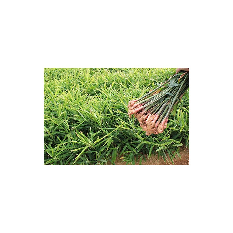 Black Steamed Ginger Powder, 2.1 oz (60 g)