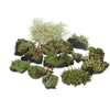 Tin Roof Treasure Live Lichen Assortment 4"x6" Bag for Terrariums