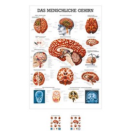 Sport-Tec Brain Mini Poster Anatomy 34 x 24 cm Medical Teaching Aid