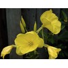 Evening Primrose Seeds, Oenothera biennis
