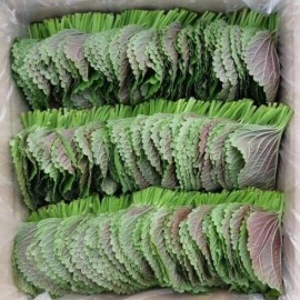 Mai's Family Korean Shiso Herb Seeds (Perilla) – 70 Days – Warm Season Annual by Mai's Family - 2,000+