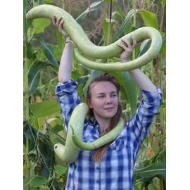CEMEHA SEEDS - Seeds Calabash Long Gourd Lagenaria Giant Non GMO Vegetable for Planting